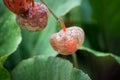 physallis plant in the garden