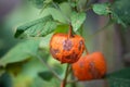 physallis plant in shaped halloween pumpkin