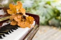 Closeup of piano keys with oak leaves on them. Music concept. Autumn Royalty Free Stock Photo