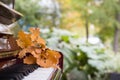 Closeup of piano keys with oak leaves on them. Music concept. Autumn Royalty Free Stock Photo