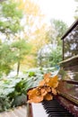 Closeup of piano keys with oak leaves on them. Music concept. Autumn Royalty Free Stock Photo