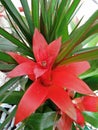 A closeup pic of a colorful red flower of bromelia