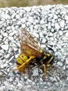 A closeup pic of a colorful wasp sleeping