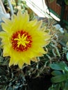 A closeup pic of colorful yellow spontaneous cactus plant flower in bloom in a terrace garden