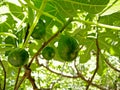 A closeup pic of a group of green figs between the fig tree branches