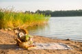 Closeup of picnic basket with drinks, food and flowers on the grass Royalty Free Stock Photo