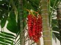 Closeup picture of areca nuts