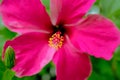 Closeup picture of a beautiful bright red China Rose  Hibiscus rosa sinensis Linn. Cooperi , Outdoor flower closeup shot with Royalty Free Stock Photo