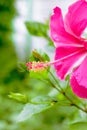 Closeup picture of a beautiful bright red China Rose  Hibiscus rosa sinensis Linn. Cooperi , Outdoor flower closeup shot with Royalty Free Stock Photo