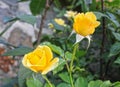 A beautiful bunch of two yellow roses Royalty Free Stock Photo