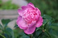 Closeup picture of a beautiful peony outdoor