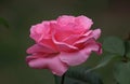 Closeup picture of a beautiful pink rose outdoor Royalty Free Stock Photo