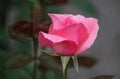 Closeup picture of a beautiful pink rose outdoor Royalty Free Stock Photo