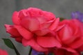 Closeup picture of a beautiful red rose outdoor Royalty Free Stock Photo