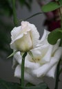 Closeup picture of a beautiful white rose outdoor Royalty Free Stock Photo
