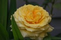 Closeup picture of a beautiful yellow rose outdoor Royalty Free Stock Photo