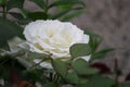 Closeup picture of a beautiful white rose outdoor Royalty Free Stock Photo