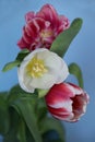 Closeup picture of a bouquet of colorful tulips Royalty Free Stock Photo