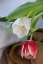 Closeup picture of a bouquet of colorful tulips Royalty Free Stock Photo