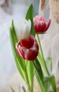 Closeup picture of a bouquet of colorful tulips Royalty Free Stock Photo