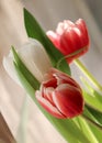 Closeup picture of a bouquet of colorful tulips Royalty Free Stock Photo