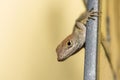 Brown anole lizard