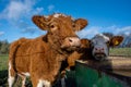 A closeup picture of a brown cow looking at the camera. Picture from Vomb, Scania, Sweden Royalty Free Stock Photo