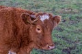 A closeup picture of a brown cow looking at the camera. Picture from Vomb, Scania, Sweden Royalty Free Stock Photo