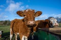 A closeup picture of a brown cow looking at the camera. Picture from Vomb, Scania, Sweden Royalty Free Stock Photo