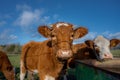 A closeup picture of a brown cow looking at the camera. Picture from Vomb, Scania, Sweden Royalty Free Stock Photo