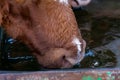 A closeup picture of a brown cow. Picture from Vomb, Scania, Sweden Royalty Free Stock Photo