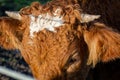A closeup picture of a brown cow. Picture from Vomb, Scania, Sweden Royalty Free Stock Photo