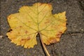A closeup picture of a brown and yellow autumn leaf. Picture from Malmo, Sweden