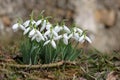 A bunch of snowdrops Royalty Free Stock Photo