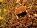 A closeup picture of a Cancer pagurus, also known as edible crab or brown crab. Picture from the Weather Islands, west
