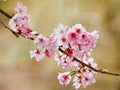 Closeup Picture of Cherry Blossom Royalty Free Stock Photo