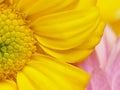 Closeup picture of chrysanthemum Royalty Free Stock Photo