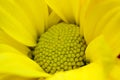 Closeup picture of chrysanthemum Royalty Free Stock Photo