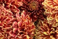 Closeup picture of chrysanthemum Royalty Free Stock Photo