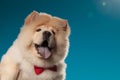 Closeup picture of a cute chow-chow puppy wearing red bowtie