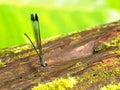Closeup picture of a dragonfly Royalty Free Stock Photo
