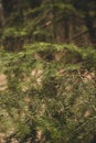 Closeup picture of a evergreen spurce branch Royalty Free Stock Photo