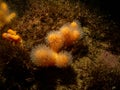 A closeup picture of a feeding soft coral dead man`s fingers or Alcyonium digitatum. Picture from the Weather Islands Royalty Free Stock Photo