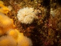 A closeup picture of a feeding soft coral dead man`s fingers or Alcyonium digitatum. Picture from the Weather Islands Royalty Free Stock Photo