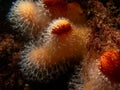 A closeup picture of a feeding soft coral dead man's fingers or Alcyonium digitatum. Picture from the Weather Islands Royalty Free Stock Photo