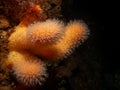 A closeup picture of a feeding soft coral dead man's fingers or Alcyonium digitatum. Picture from the Weather Islands Royalty Free Stock Photo