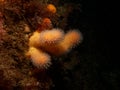 A closeup picture of a feeding soft coral dead man's fingers or Alcyonium digitatum. Picture from the Weather Royalty Free Stock Photo