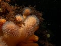 A closeup picture of a feeding soft coral dead man's fingers or Alcyonium digitatum. Picture from the Weather Royalty Free Stock Photo