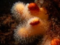 A closeup picture of a feeding soft coral dead man's fingers or Alcyonium digitatum. Picture from the Weather Islands Royalty Free Stock Photo