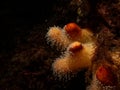 A closeup picture of a feeding soft coral dead man's fingers or Alcyonium digitatum. Picture from the Weather Islands Royalty Free Stock Photo